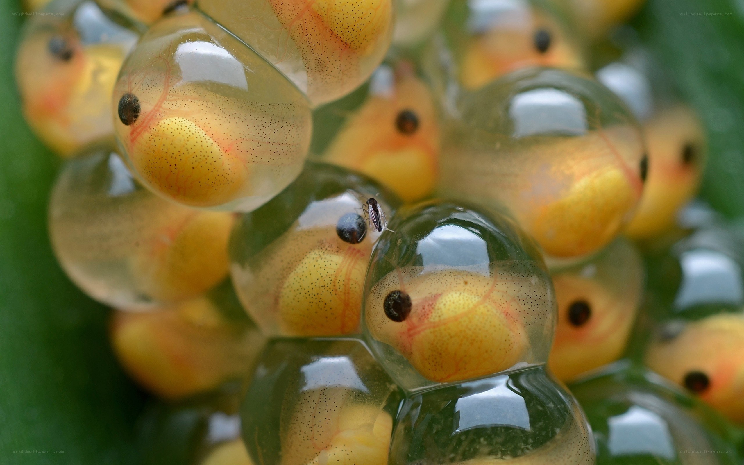 frog eggs in gelatinous sacs