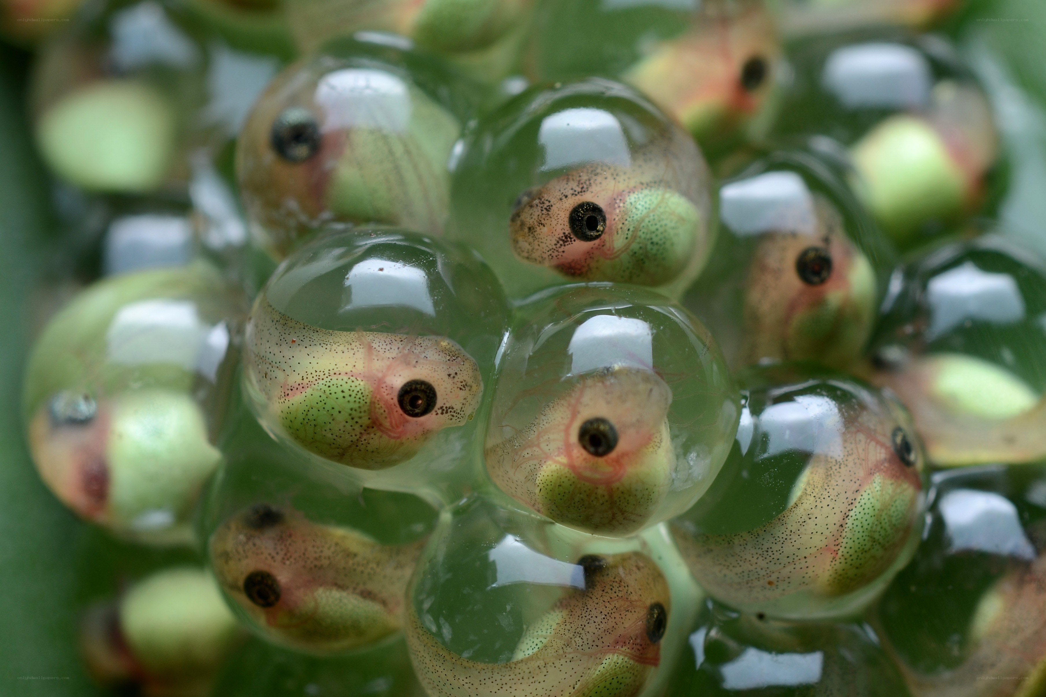 frog embryos in gelatinous eggs