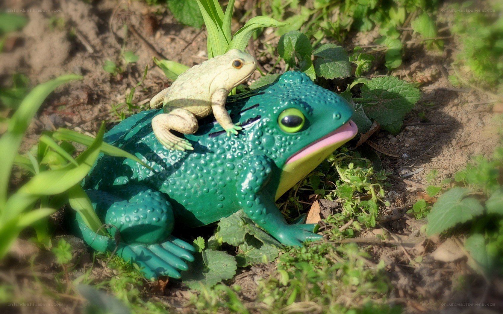 Frog figurines in garden