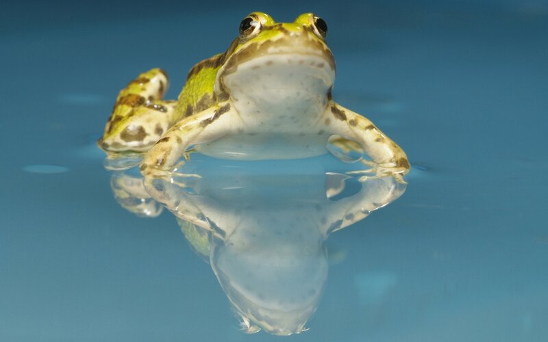 frog floating in water