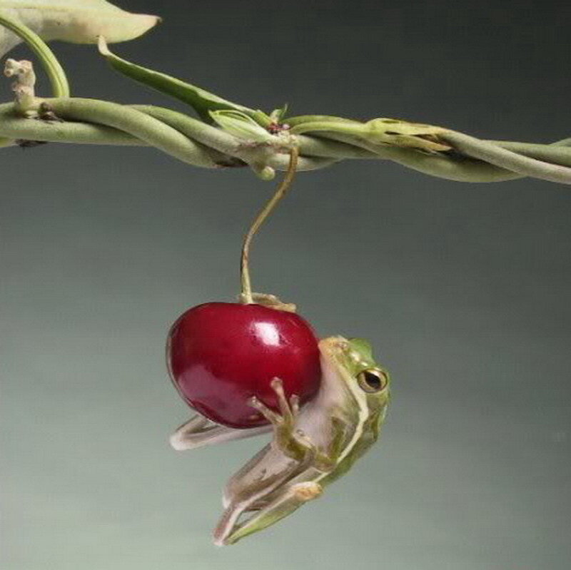 frog hanging from a cherry