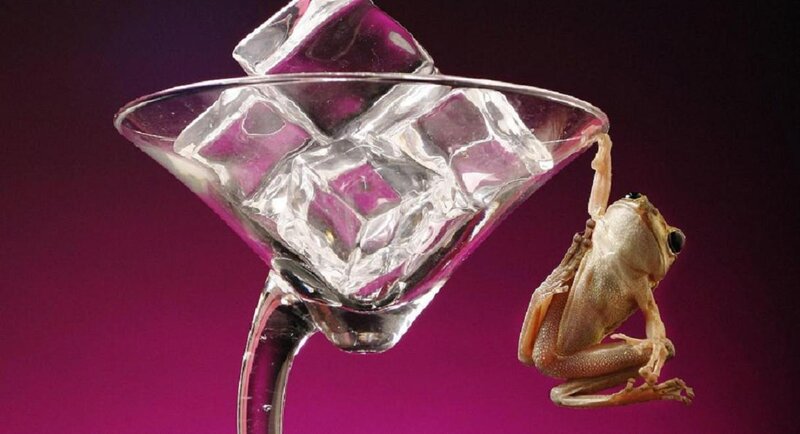 Frog Hanging from Glass