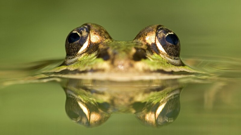 frog head above water