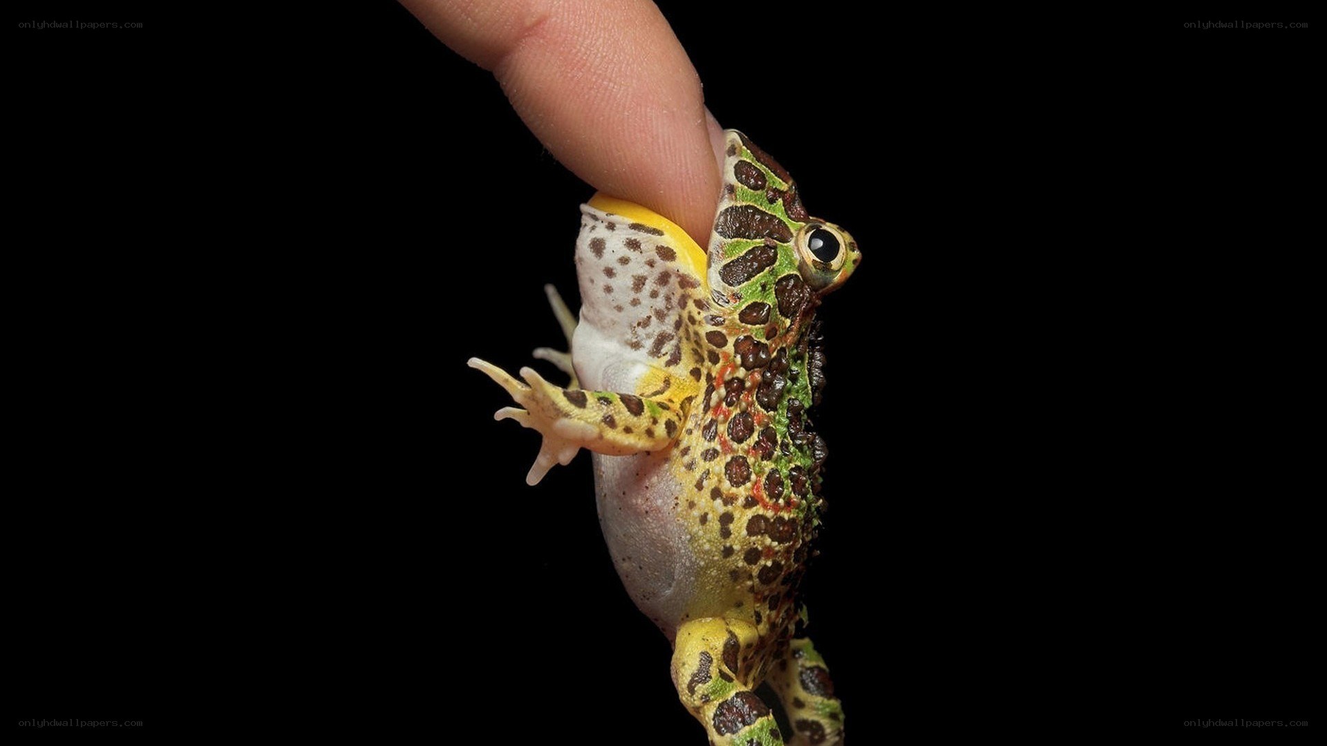 frog held by a finger