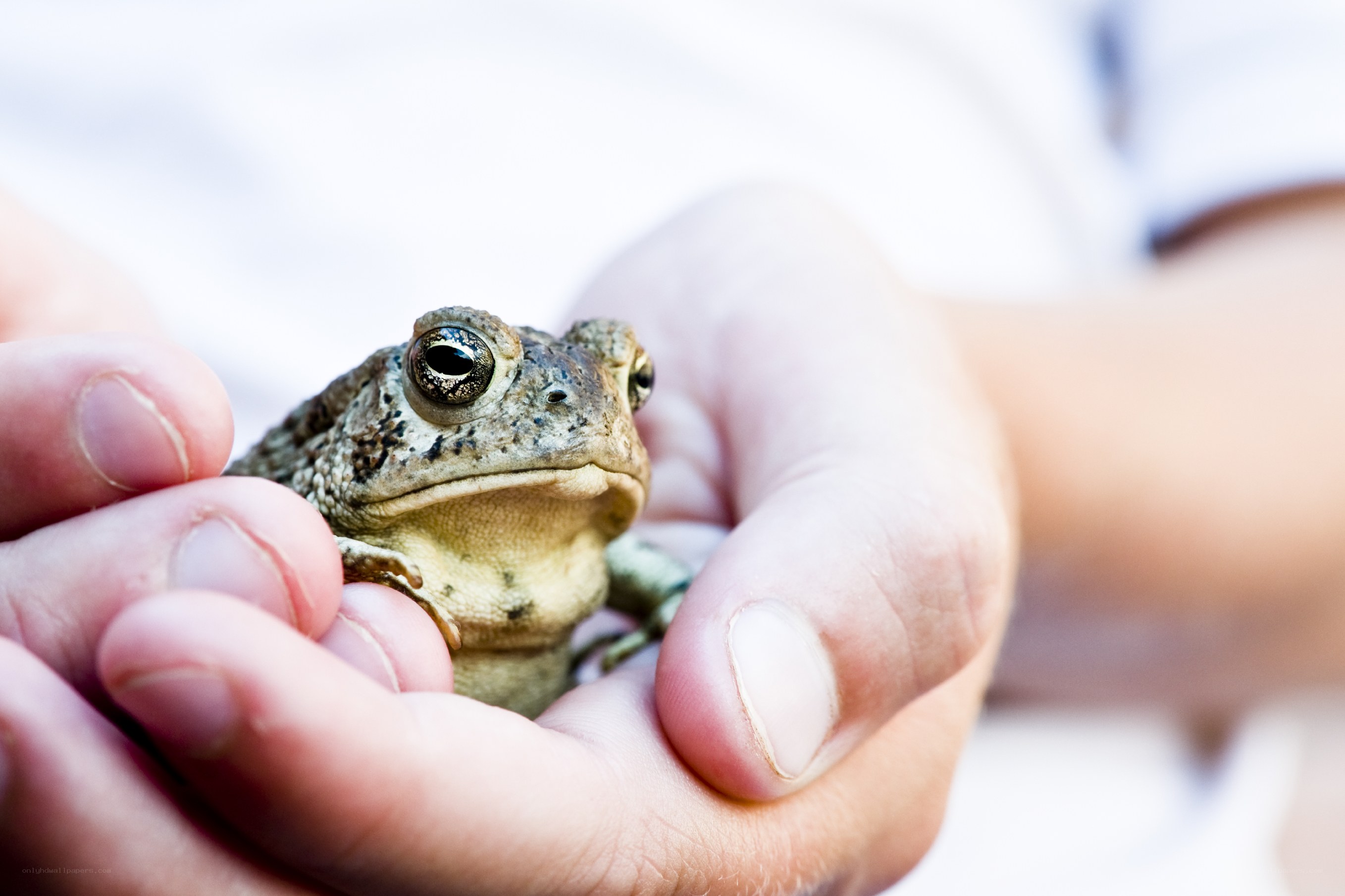 frog held in human hands