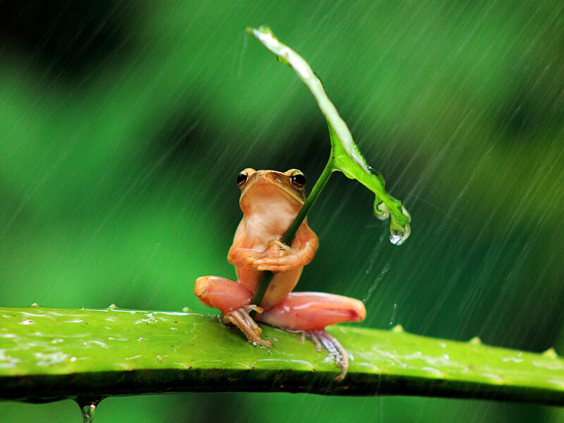 Frog Holding Leaf — Green, Calm