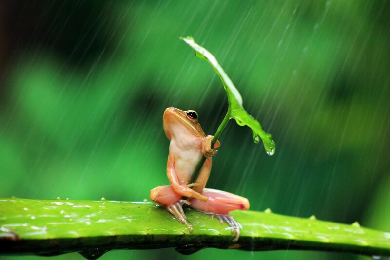 Frog Holding Leaf — Green