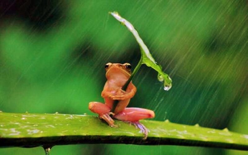 Frog Holding Leaf