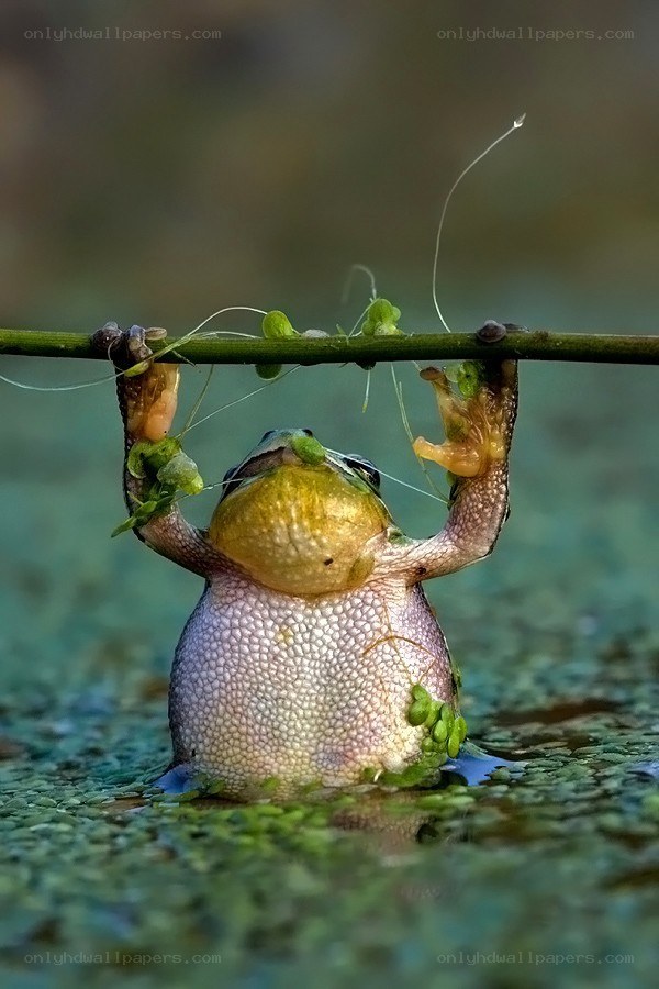 frog holding onto a branch
