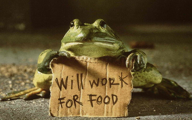 frog holding sign