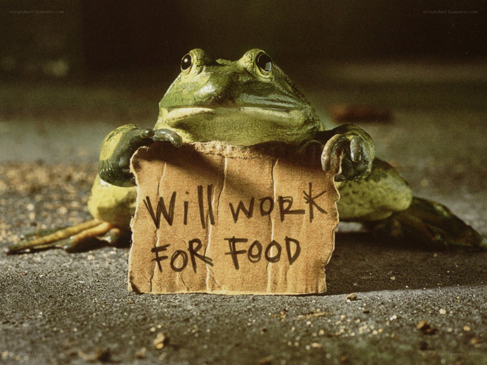 frog holding sign