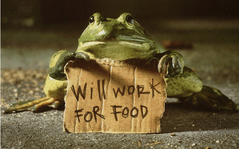 Frog Holding Sign — Green, Dramatic, Photograph, Cardboard