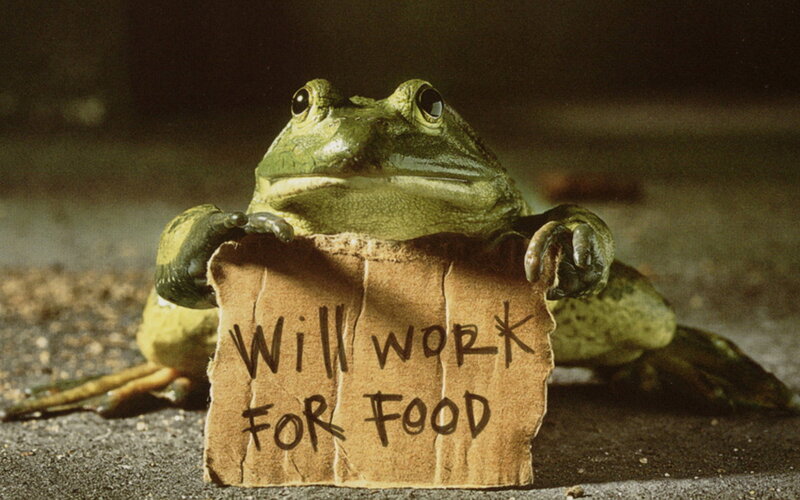 Frog Holding Sign — Green, Humorous, Photograph, Cardboard, Brown