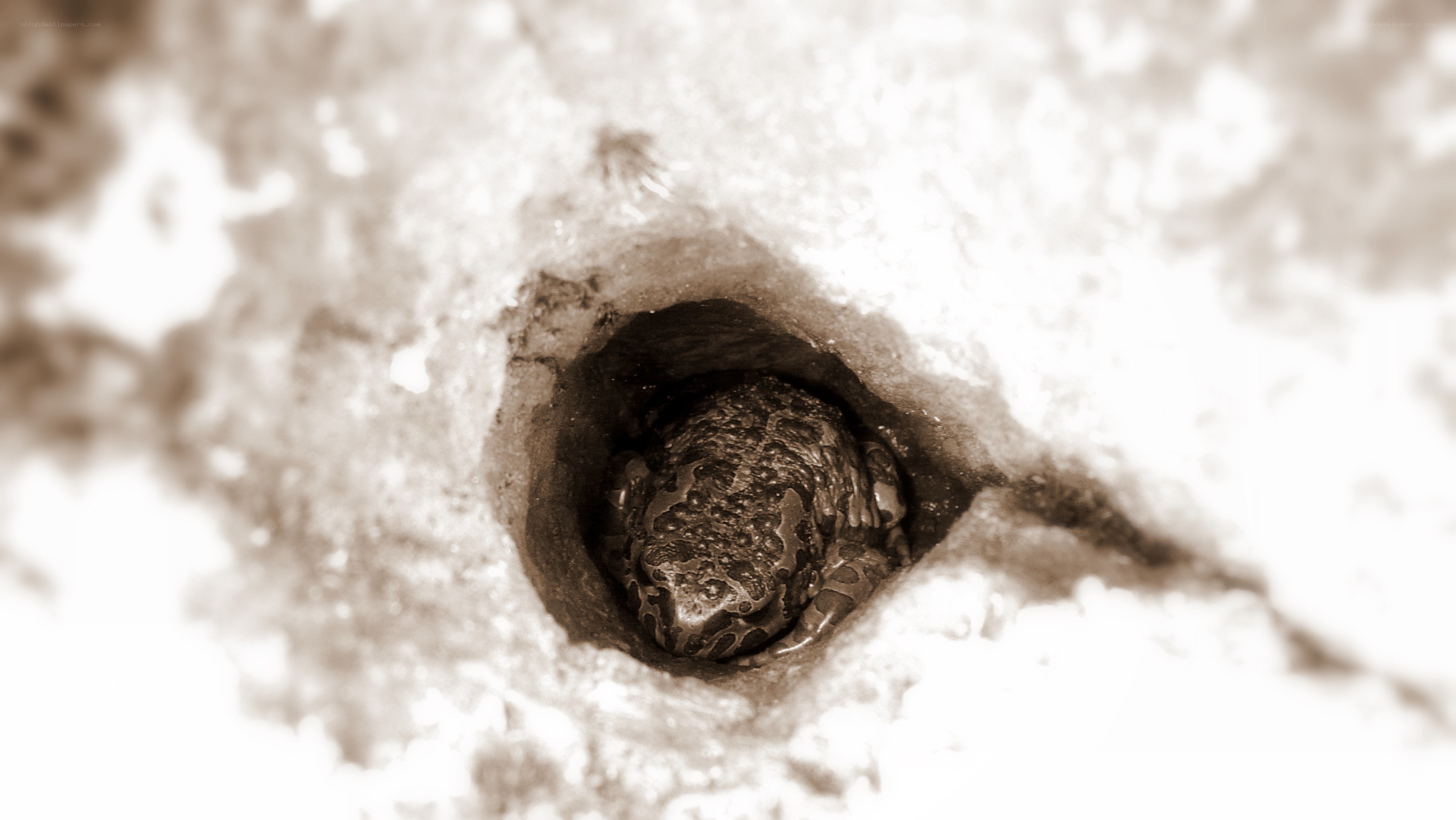 frog in a burrow