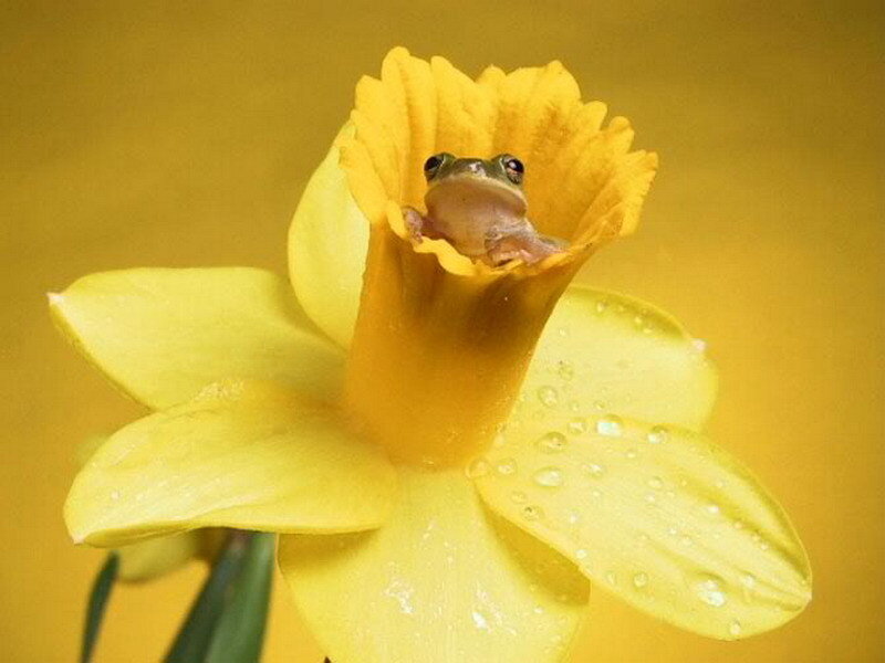 frog in a daffodil flower