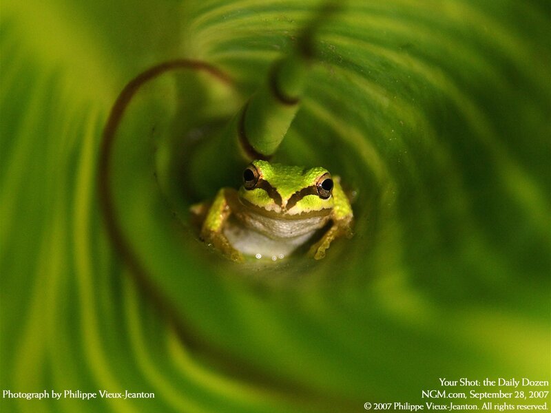 frog in a leaf tunnel