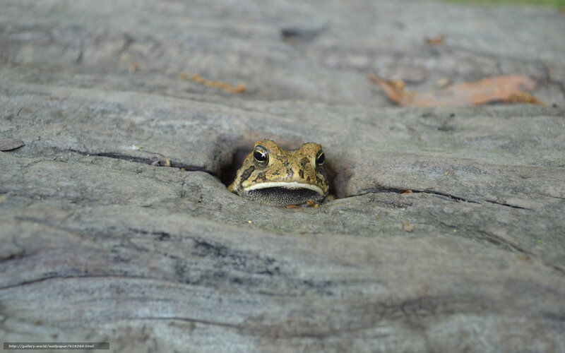 frog in a log