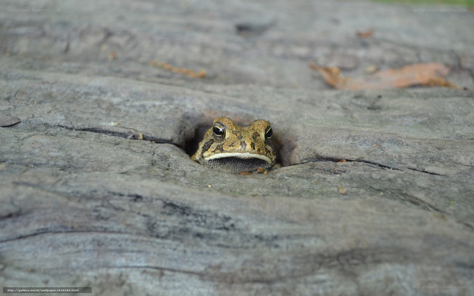 frog in a log