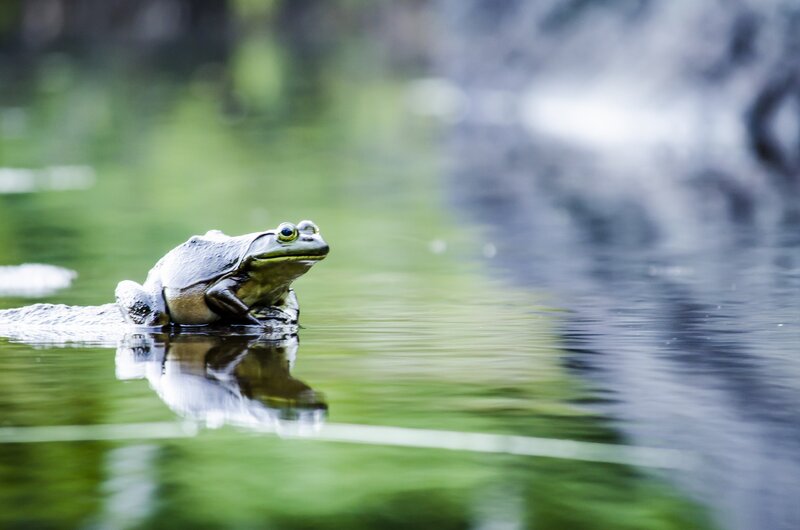 frog in a pond