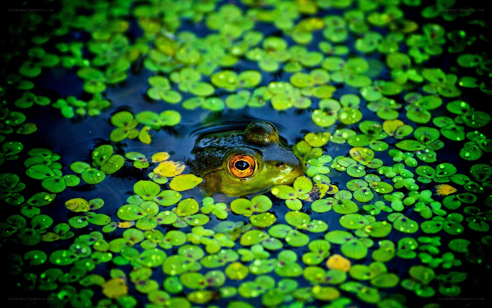 frog in a pond with duckweed
