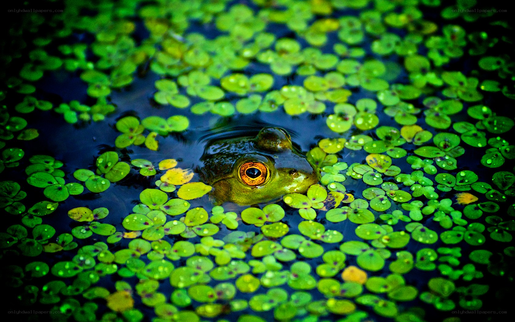 frog in a pond with duckweed