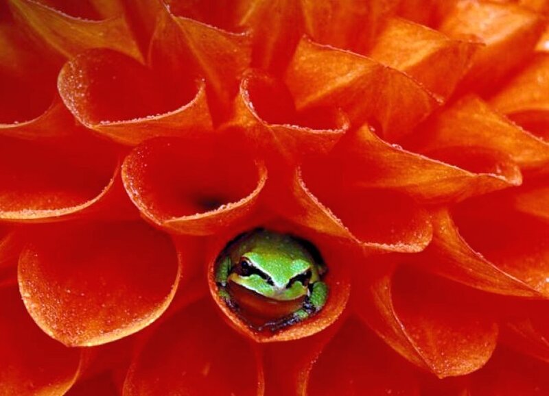 frog in a red flower