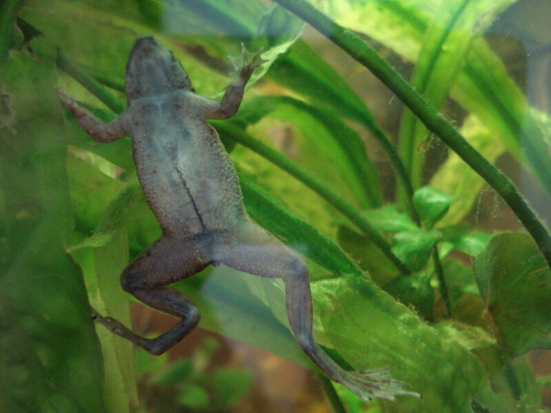 frog in aquarium