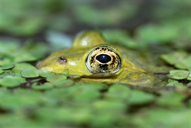 frog in aquatic plants