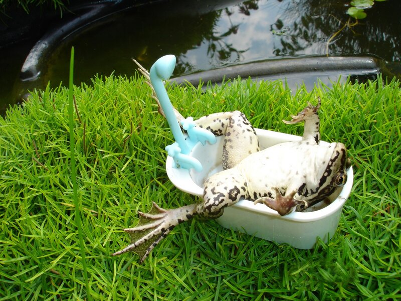 Frog in Bathtub — Green