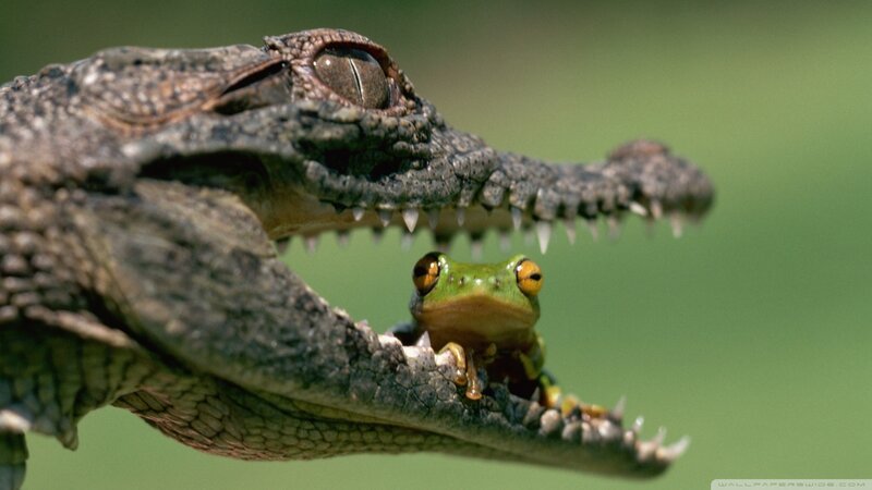 Frog in Crocodile Mouth