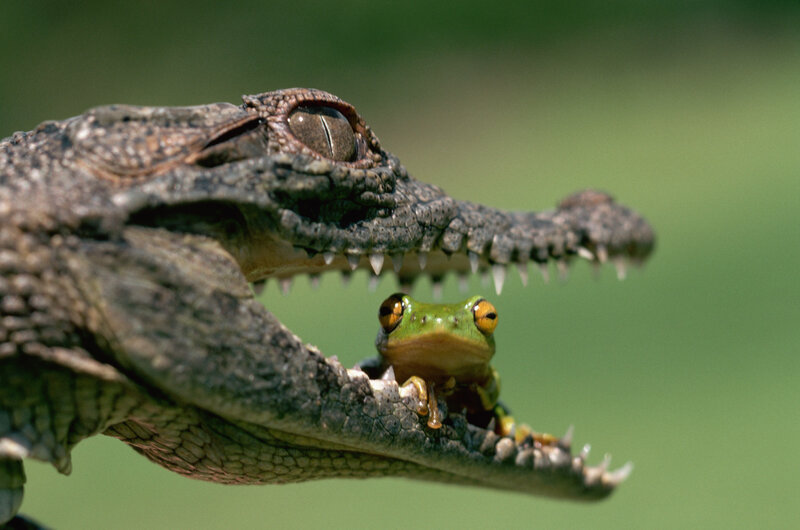 frog in crocodile's mouth