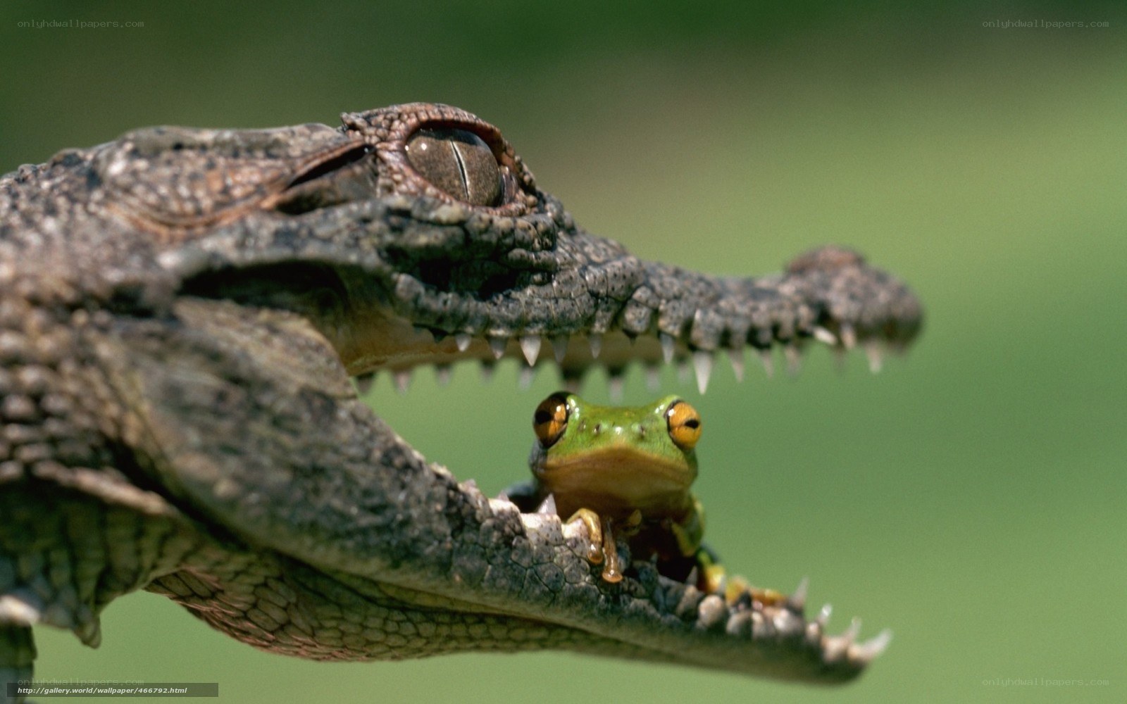 frog in crocodile's mouth