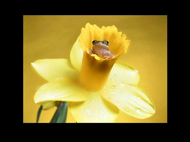 Frog in Daffodil Flower