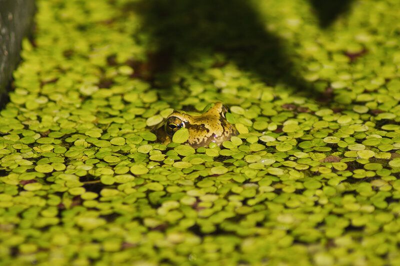 Frog in Duckweed — Green, Calm