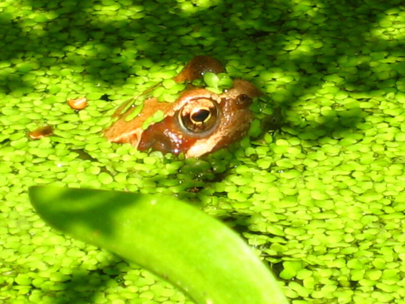 Frog in Duckweed — Green