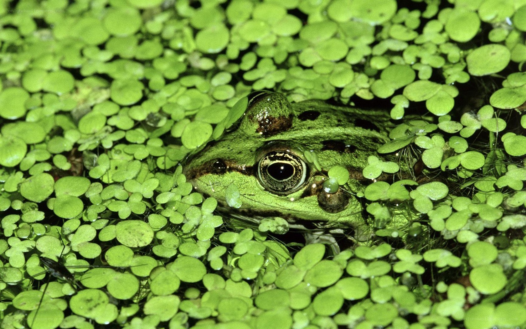 frog in duckweed