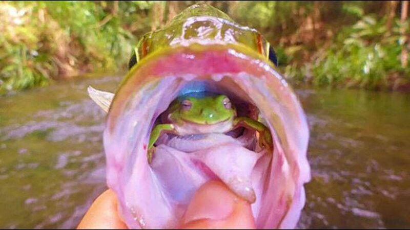 Frog in Fish Mouth