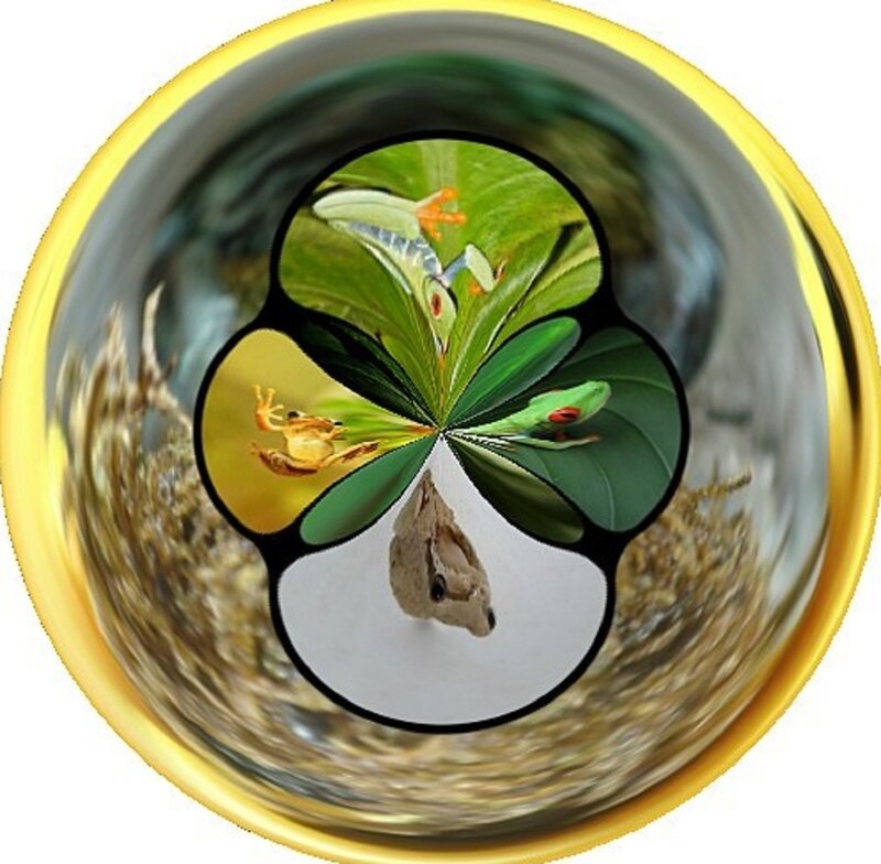 Frog in Glass Bowl