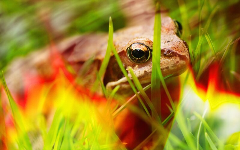 frog in grass
