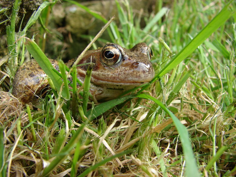 frog in grass