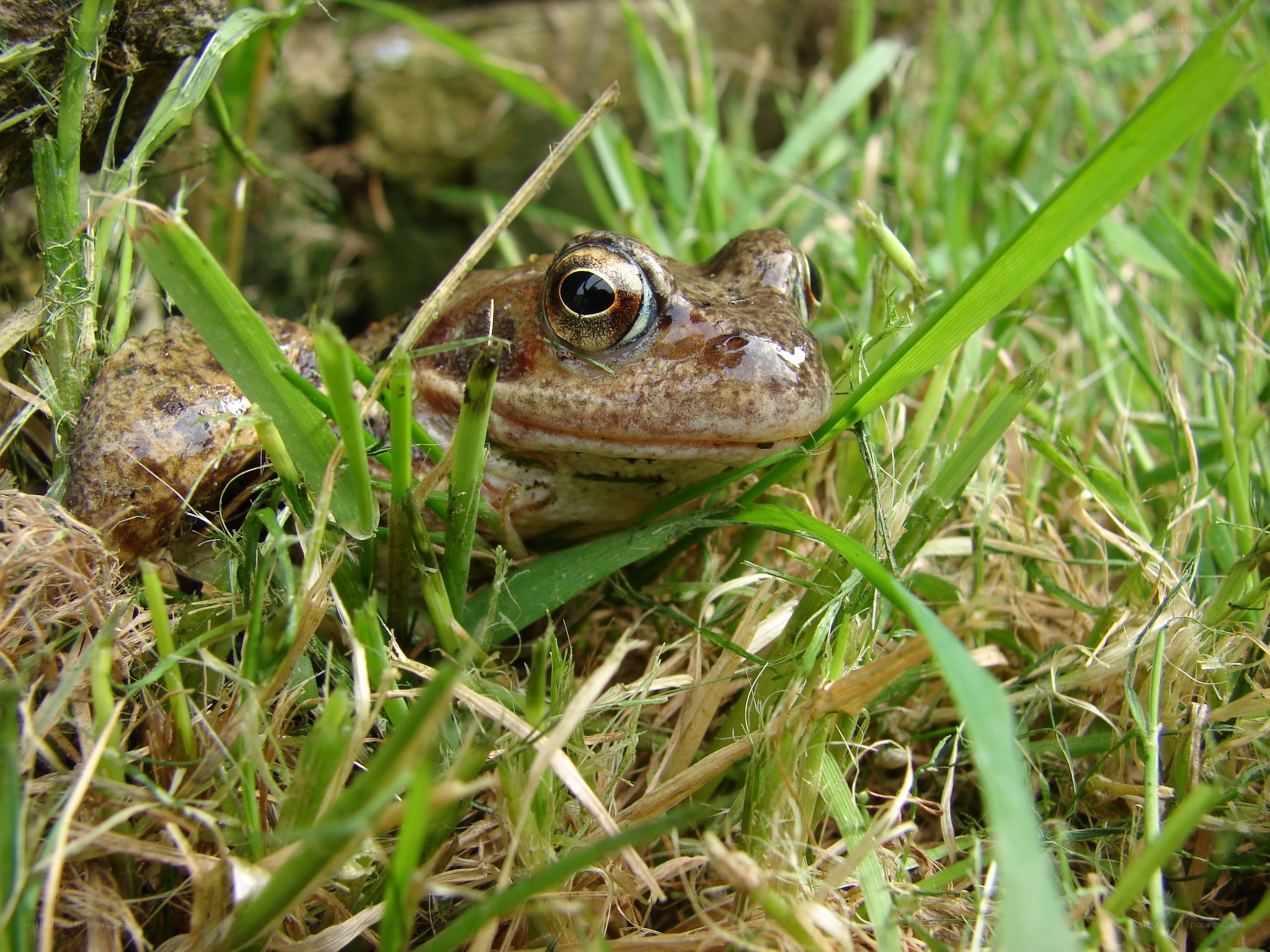 frog in grass