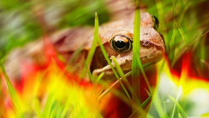 Frog in Grass — Green