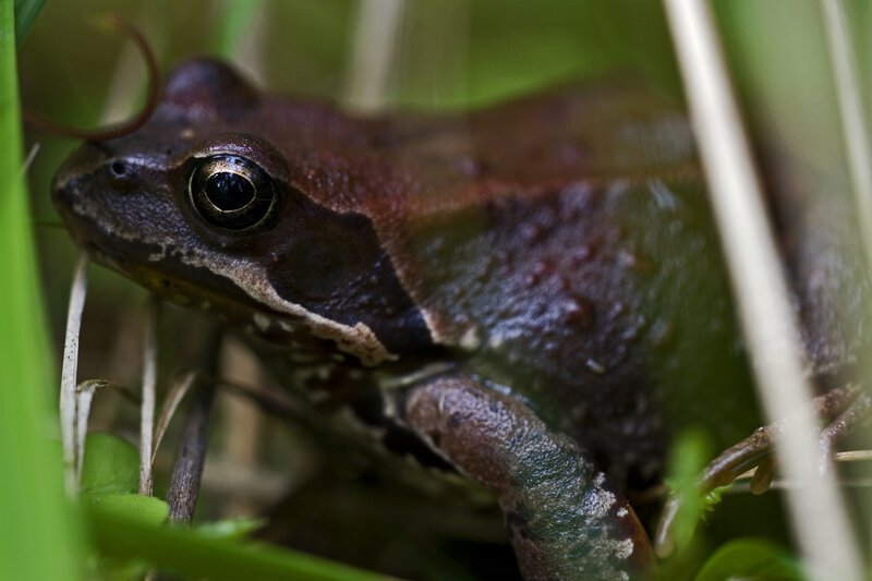 frog in grass
