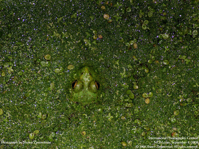 frog in green algae