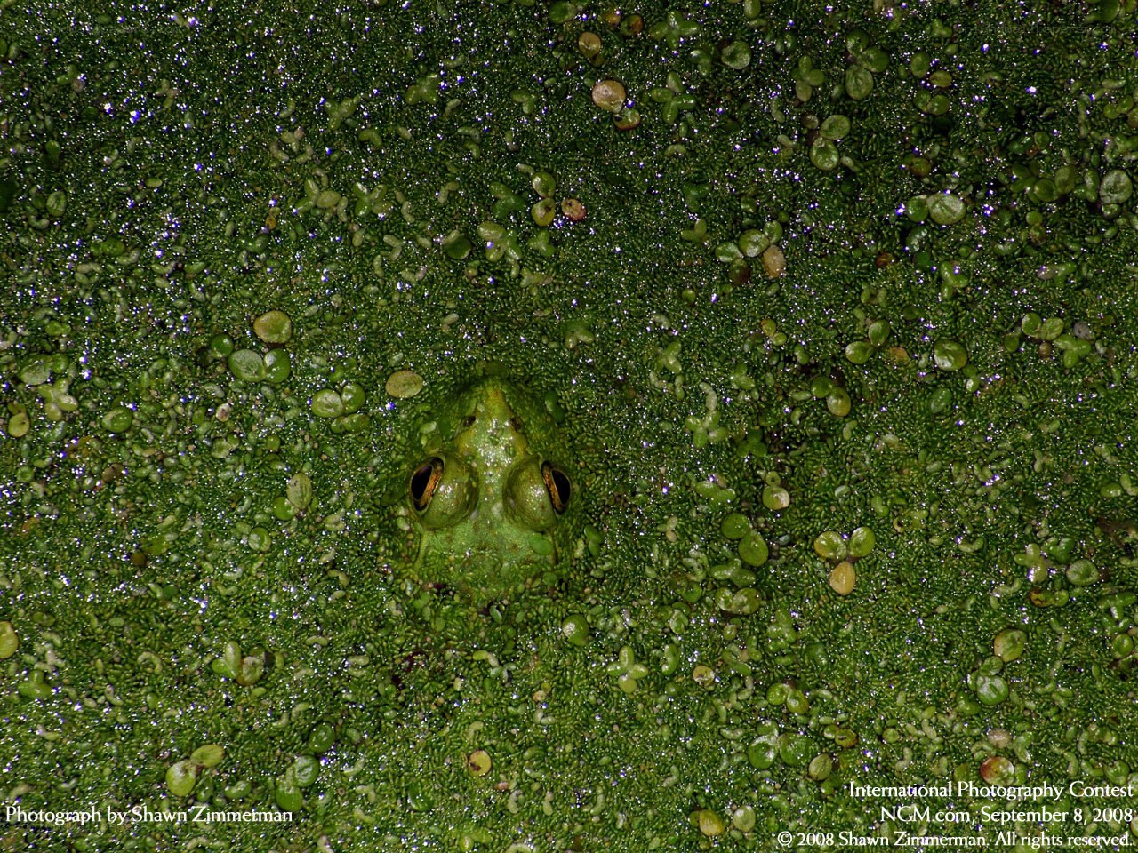 frog in green algae