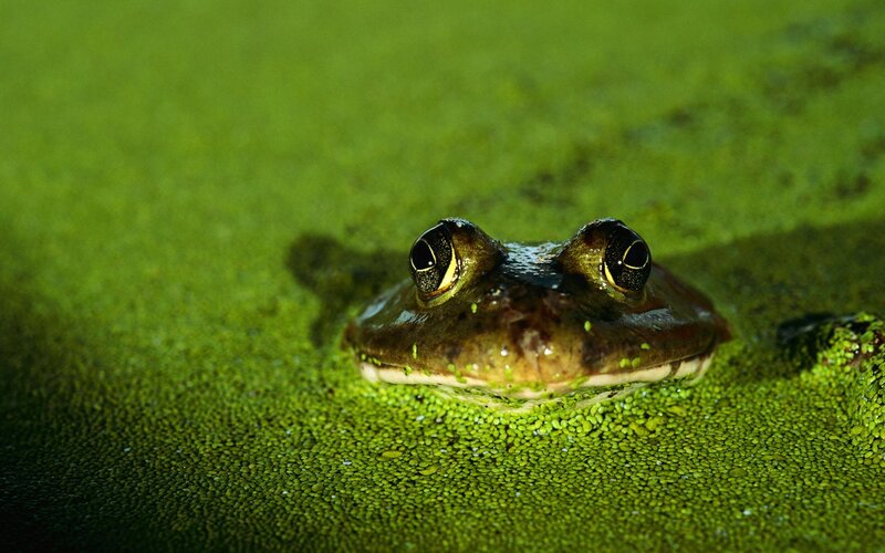 Frog in Green Algae — Calm