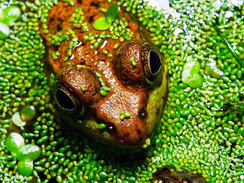 frog in green aquatic plants