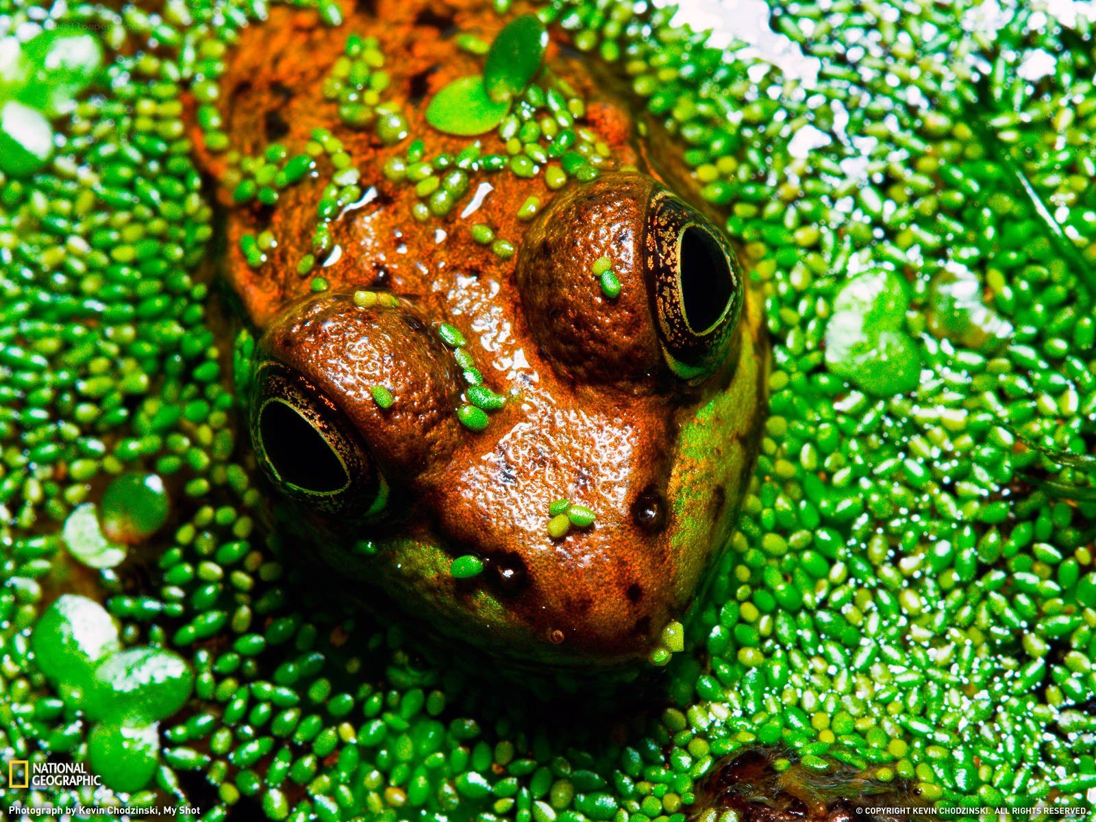 frog in green aquatic plants