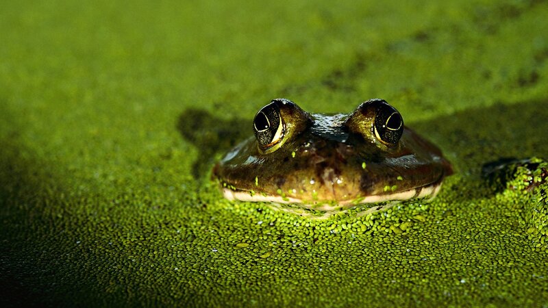 frog in green pond