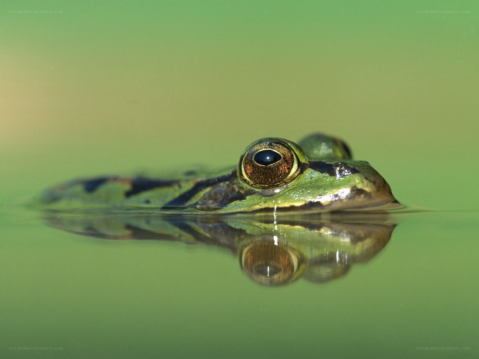 frog in green water
